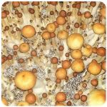 Псилоцибиновые (галлюциногенные)  грибы Psilocybin "Golden Teacher" в Суздале