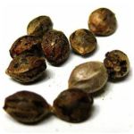 Семена марихуаны АК-47  (Seeds AK-47) в Суздале